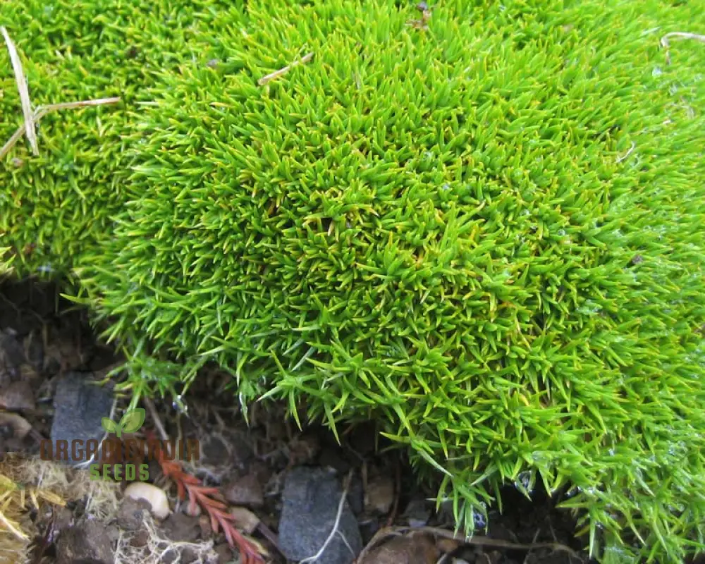 Scleranthus Uniflorus Seeds for Gardening Enthusiasts | Buy Organic Gardening Seeds Online - Image 3