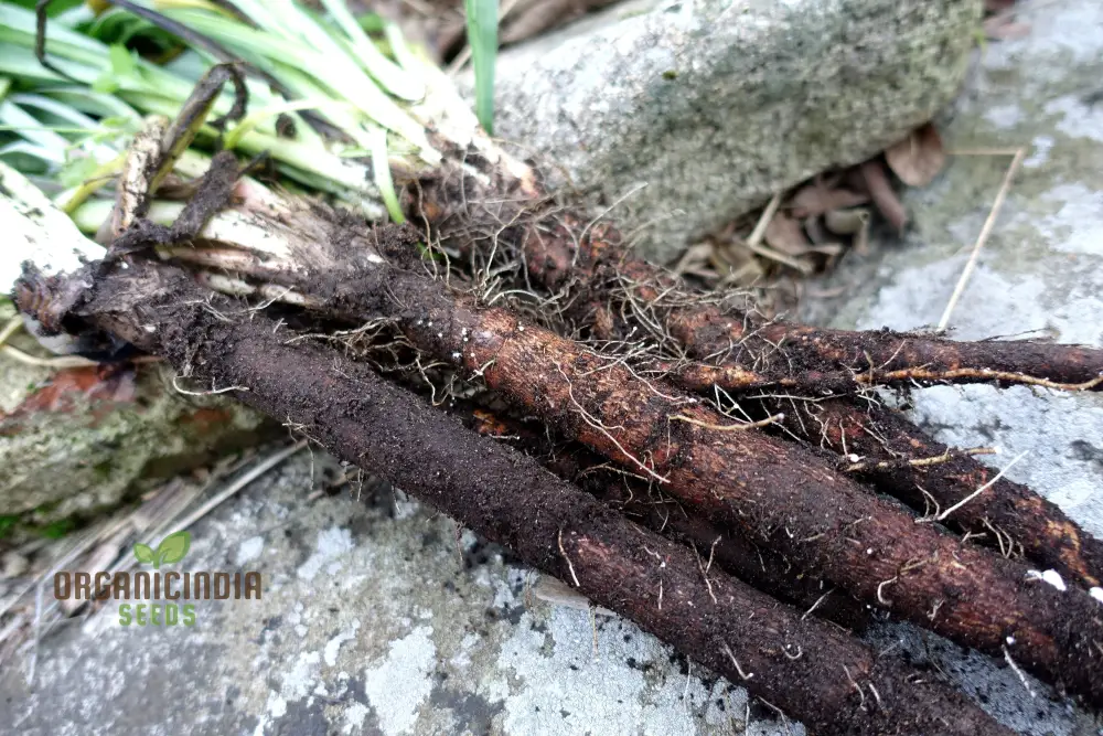 Scorzonera Long Black Maxima Vegetable Seeds: Cultivate Nutritious and Distinctive - Image 4