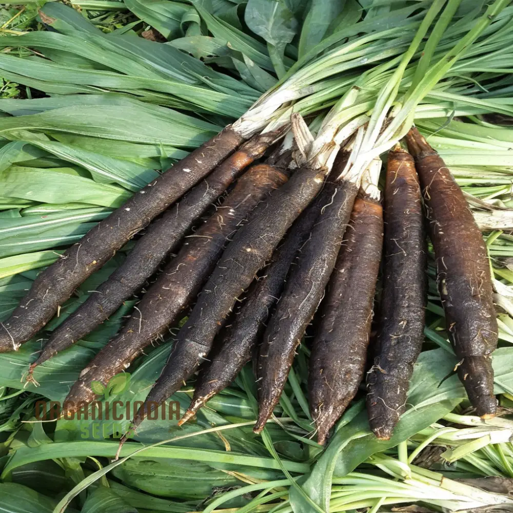 Scorzonera Maxima Vegetable Seeds, Heirloom Nutritious Root Ideal for Gourmet Cooking and Salads