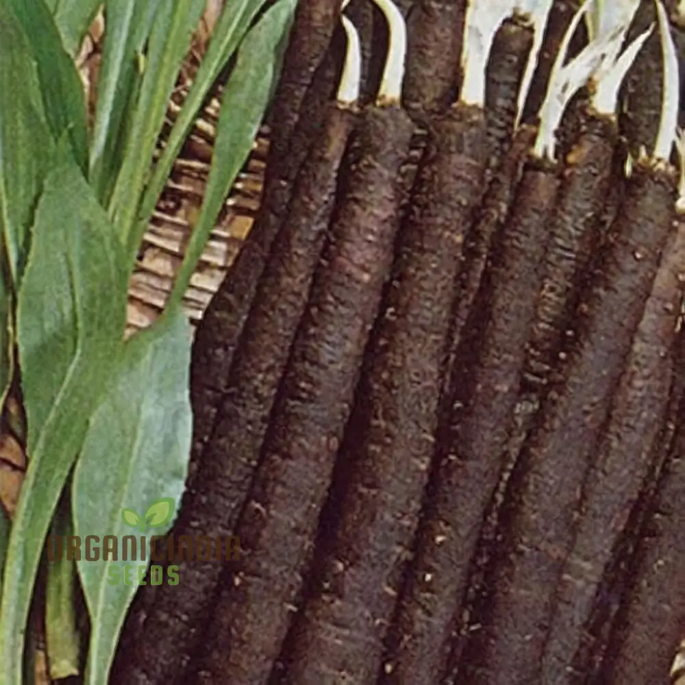 Scorzonera Maxima Vegetable Seeds, Heirloom Nutritious Root Ideal for Gourmet Cooking and Salads - Image 4