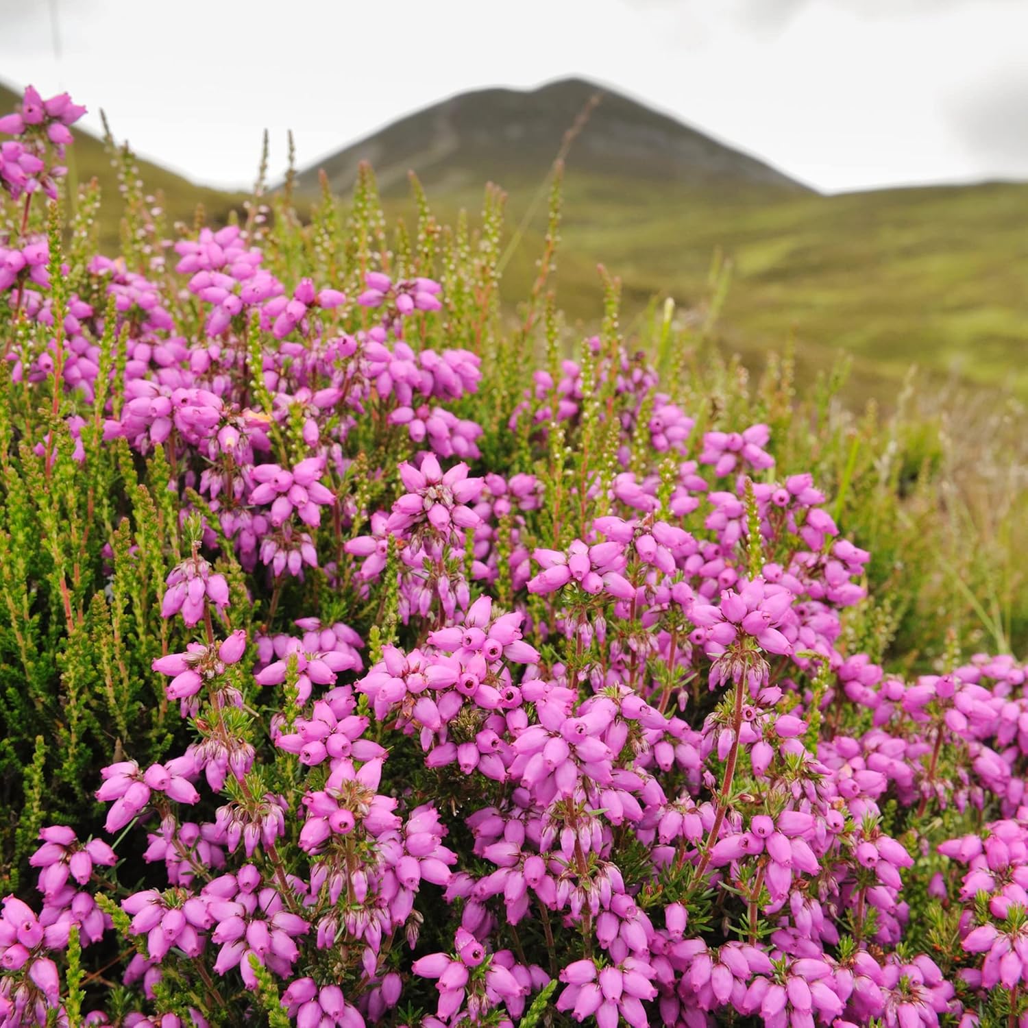 Heather Seeds (Scotch Heather Seeds) - Low-Growing Evergreen Shrub for Patios and Gardens
