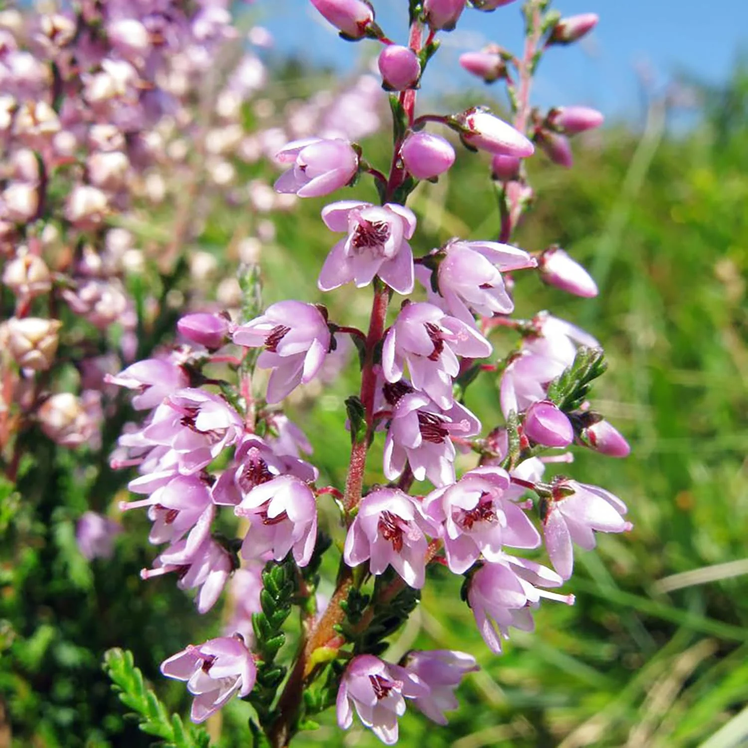 Heather Seeds (Scotch Heather Seeds) - Low-Growing Evergreen Shrub for Patios and Gardens - Image 3