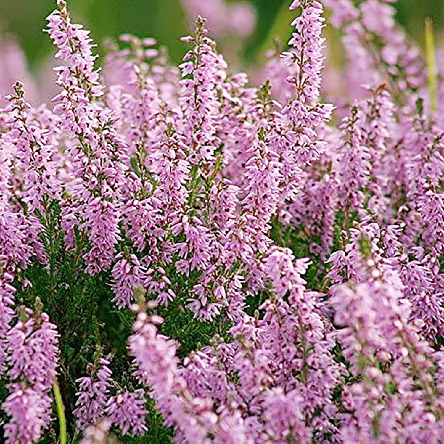 Heather Seeds (Scotch Heather Seeds) - Low-Growing Evergreen Shrub for Patios and Gardens - Image 4