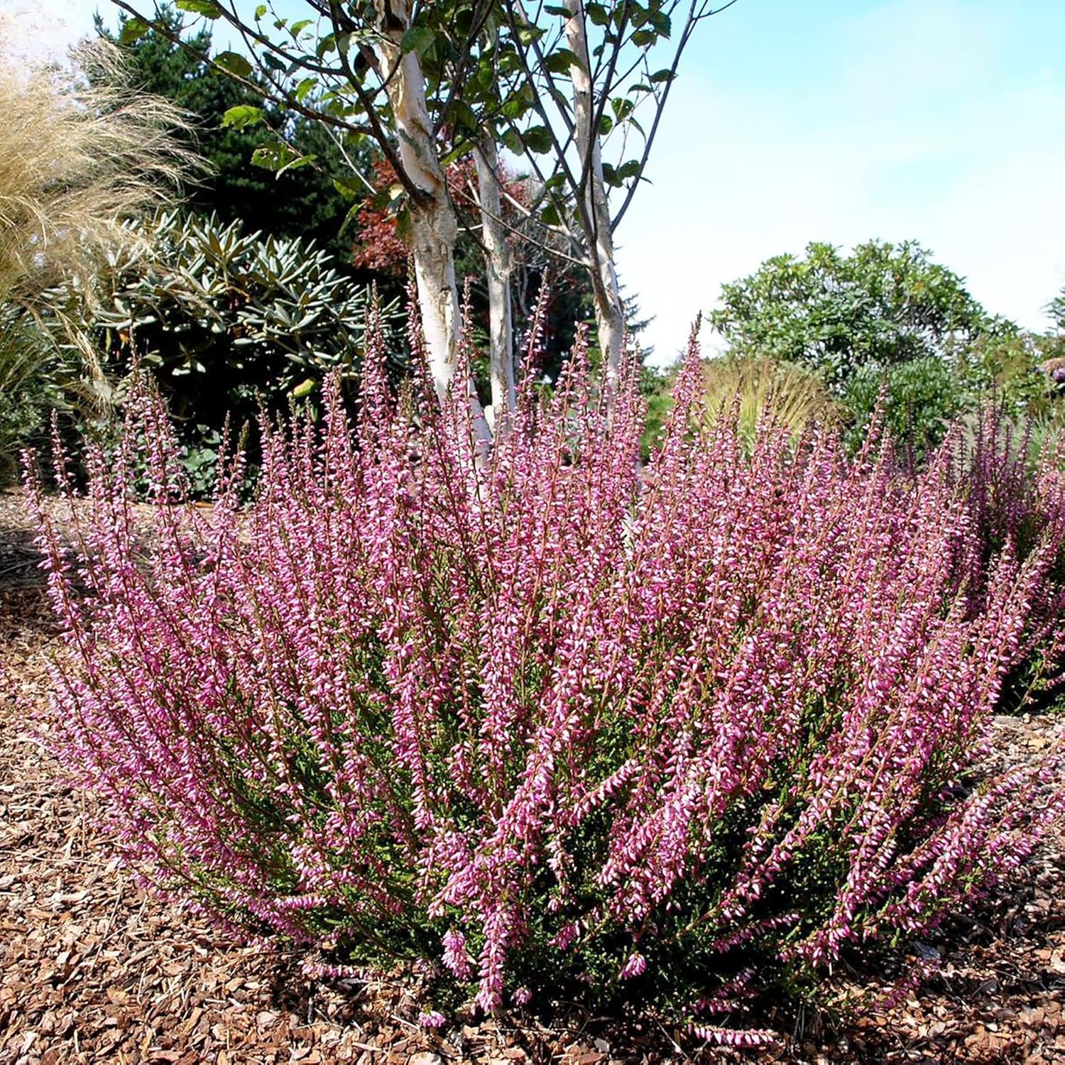 Heather Seeds (Scotch Heather Seeds) - Low-Growing Evergreen Shrub for Patios and Gardens - Image 5