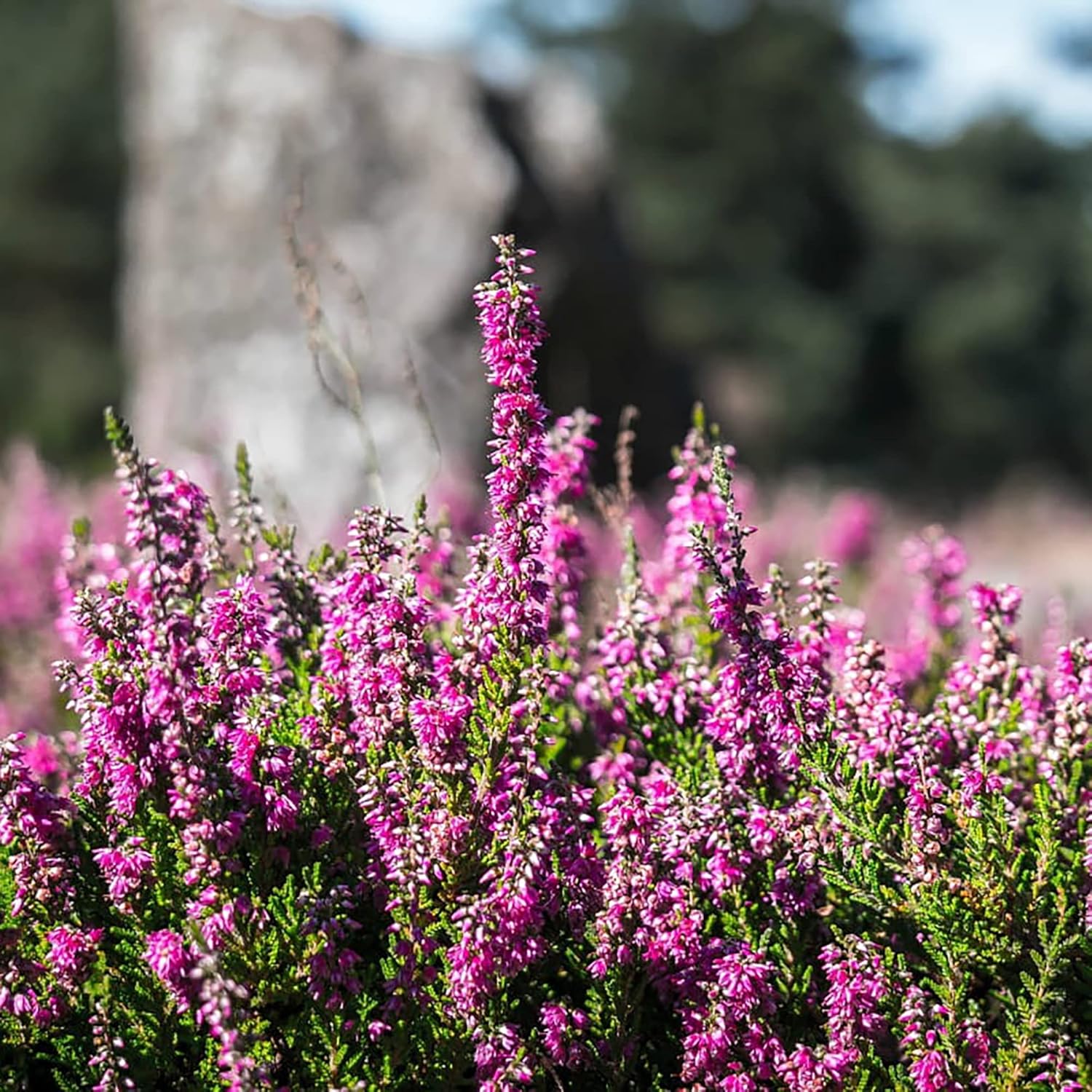 Heather Seeds (Scotch Heather Seeds) - Low-Growing Evergreen Shrub for Patios and Gardens - Image 6