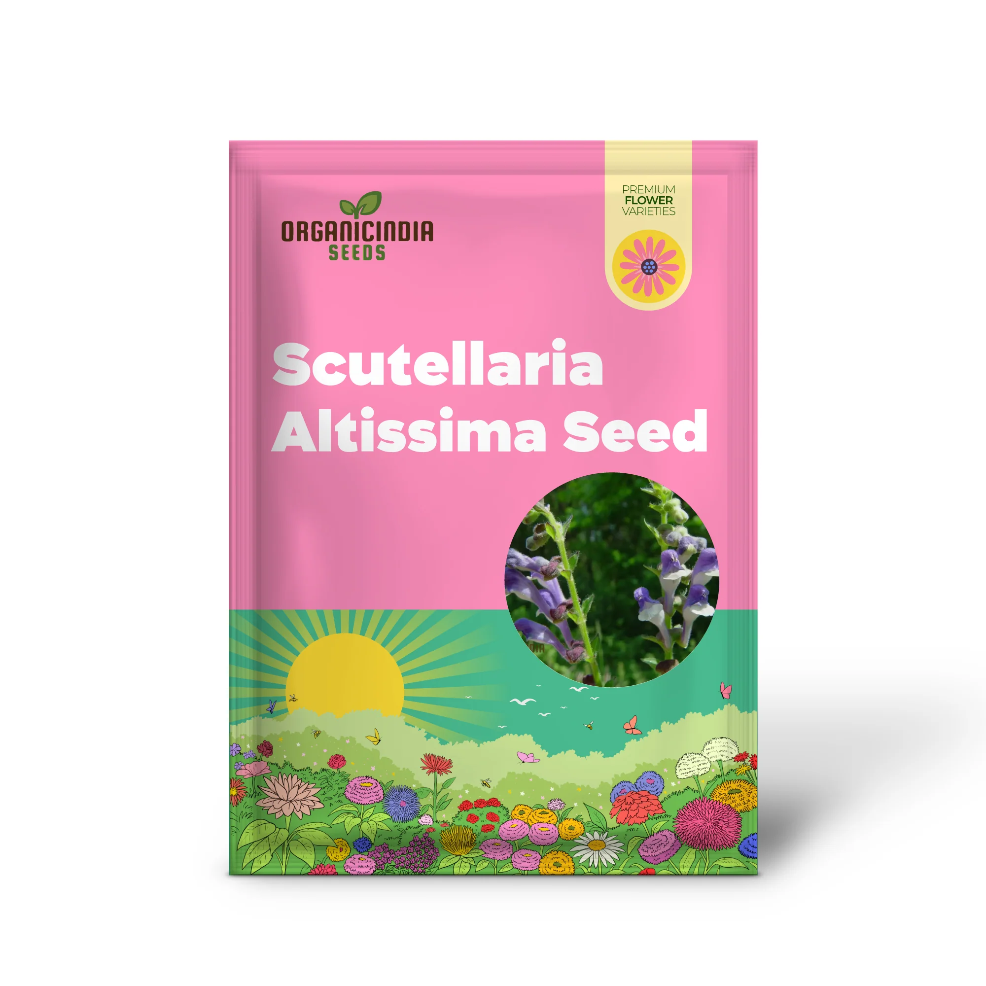 Scutellaria Altissima Seeds - Rare Perennial Herb for Gardening Enthusiasts and Herbalists - Image 2
