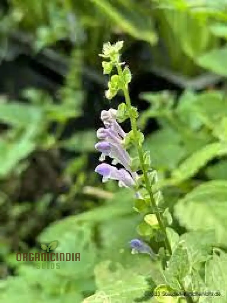 Scutellaria Altissima Seeds - Rare Perennial Herb for Gardening Enthusiasts and Herbalists - Image 3
