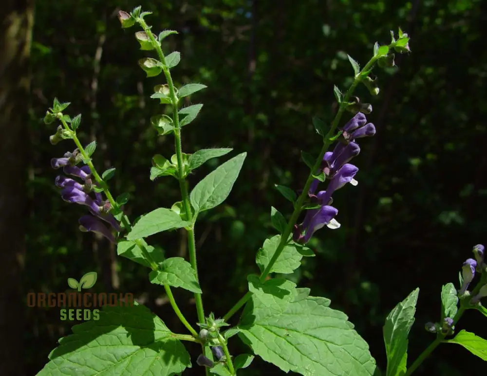 Scutellaria Altissima Seeds - Rare Perennial Herb for Gardening Enthusiasts and Herbalists - Image 4