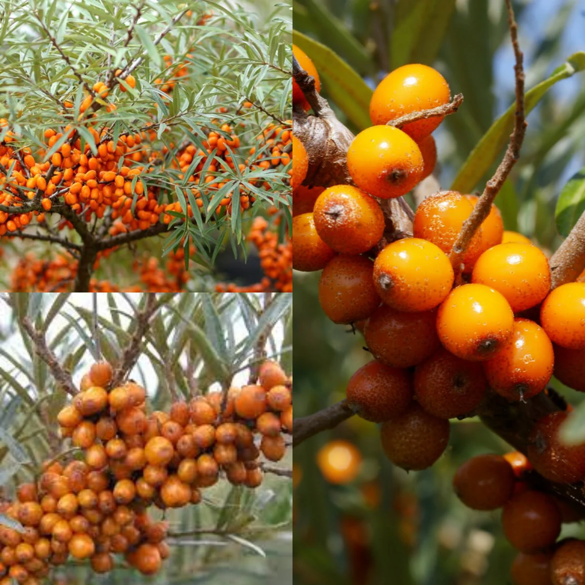 Seaberry Fruit Seeds