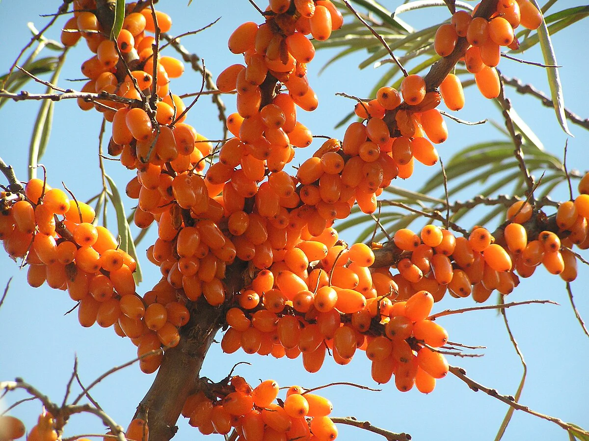 Seaberry Fruit Seeds - Image 3