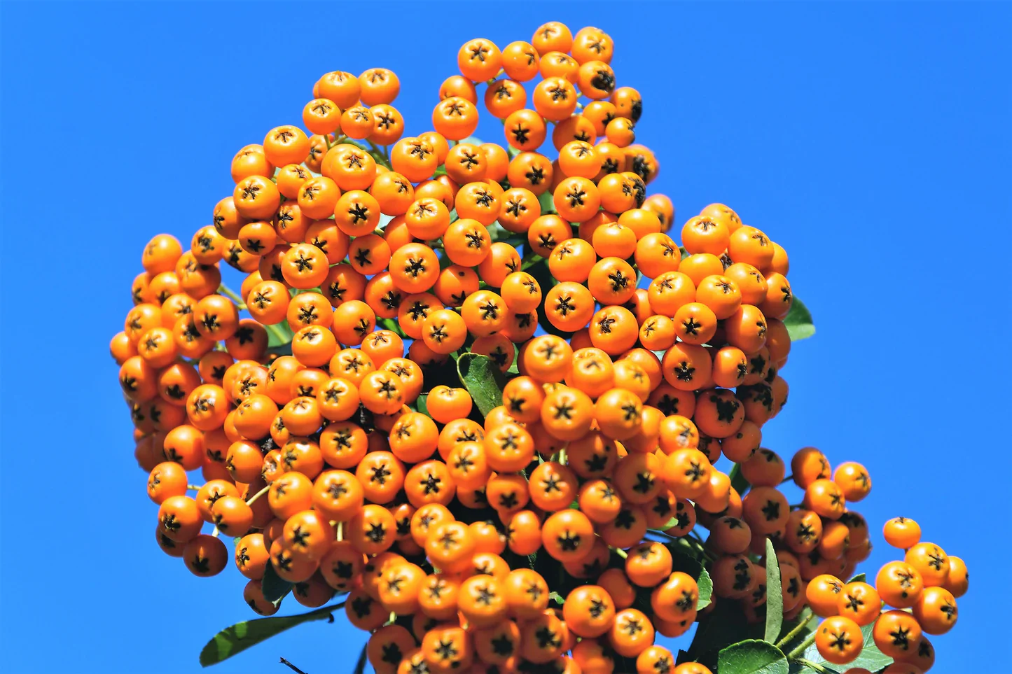 Seaberry Fruit Seeds - Image 4