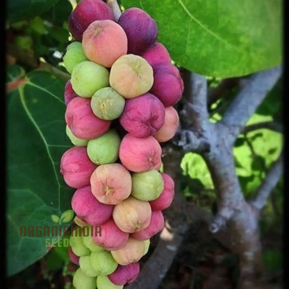 Seagrape Fruit Seeds - Grow Your Own Tropical Delight with Exotic Seagrape Trees - Image 3