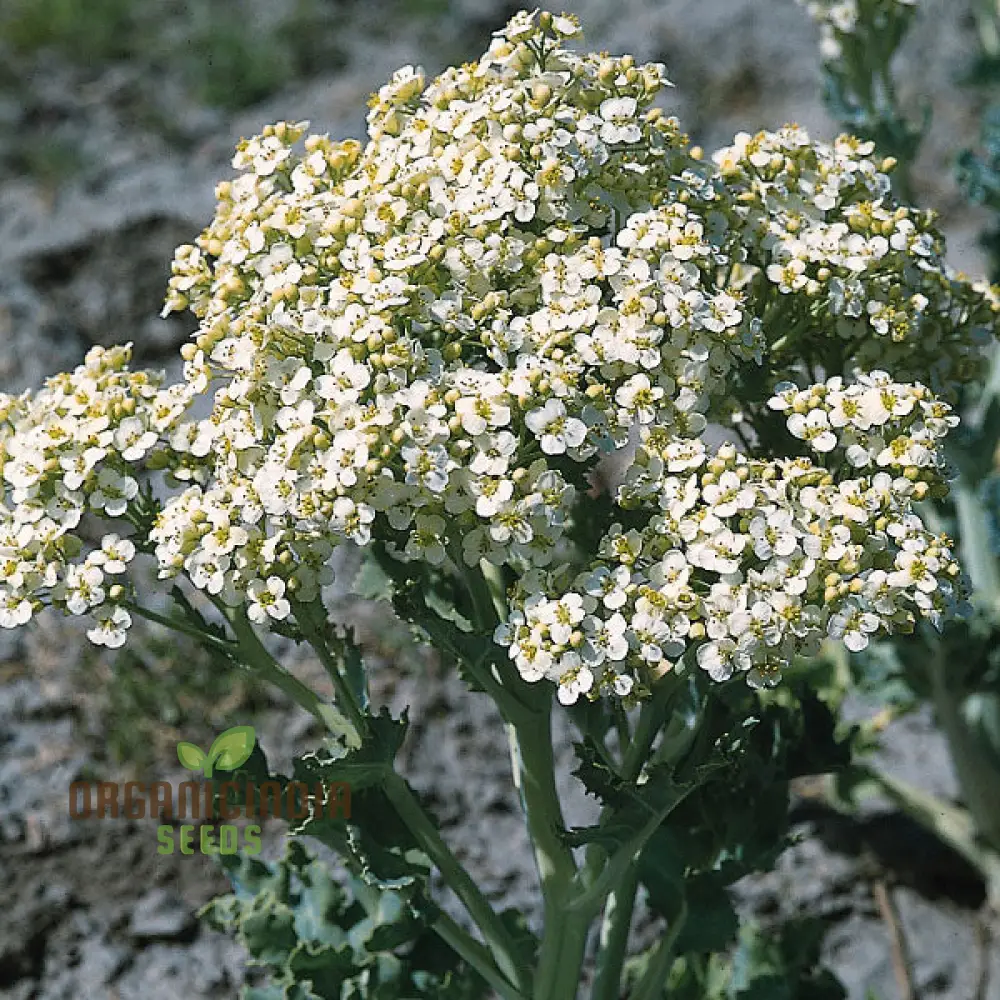 Seakale Lilywhite Flower Seeds – Elegant White Bloom Variety for Garden Planting