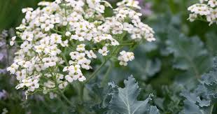 Seakale Lilywhite Flower Seeds – Elegant White Bloom Variety for Garden Planting - Image 5