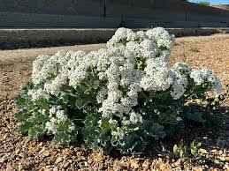 Seakale Lilywhite Flower Seeds – Elegant White Bloom Variety for Garden Planting - Image 6