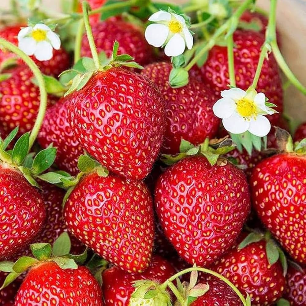 Seascape Strawberry Seeds for Planting – Everbearing, Sweet & Juicy Berries