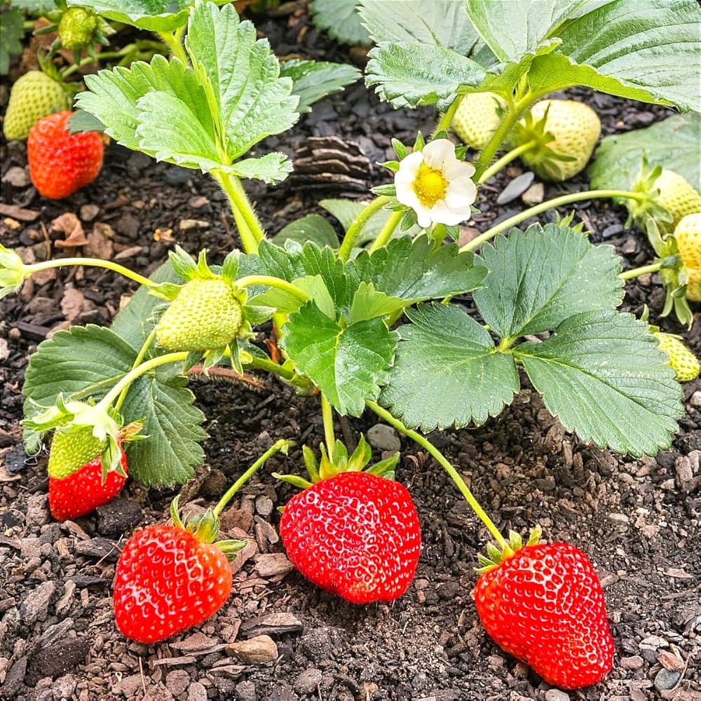 Seascape Strawberry Seeds for Planting – Everbearing, Sweet & Juicy Berries - Image 2