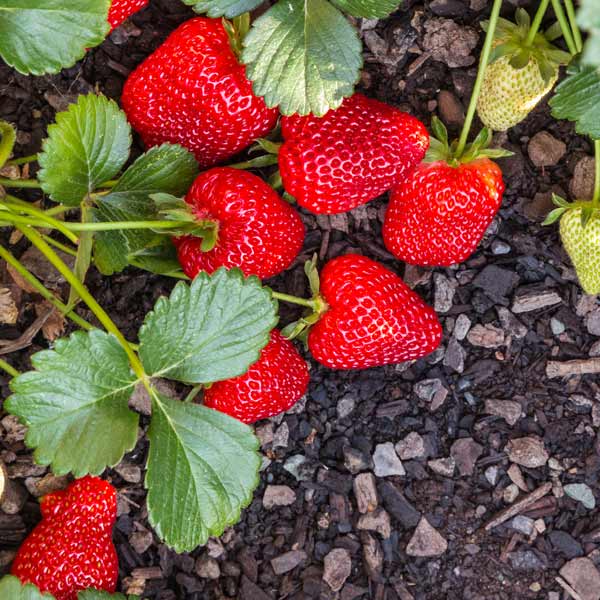 Seascape Strawberry Seeds for Planting – Everbearing, Sweet & Juicy Berries - Image 3