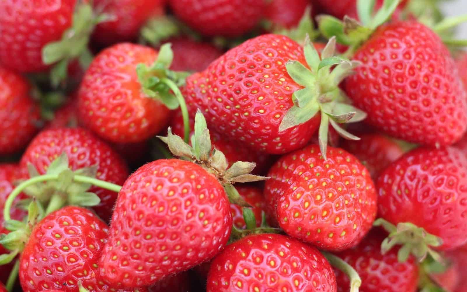 Seascape Strawberry Seeds for Planting – Everbearing, Sweet & Juicy Berries - Image 4
