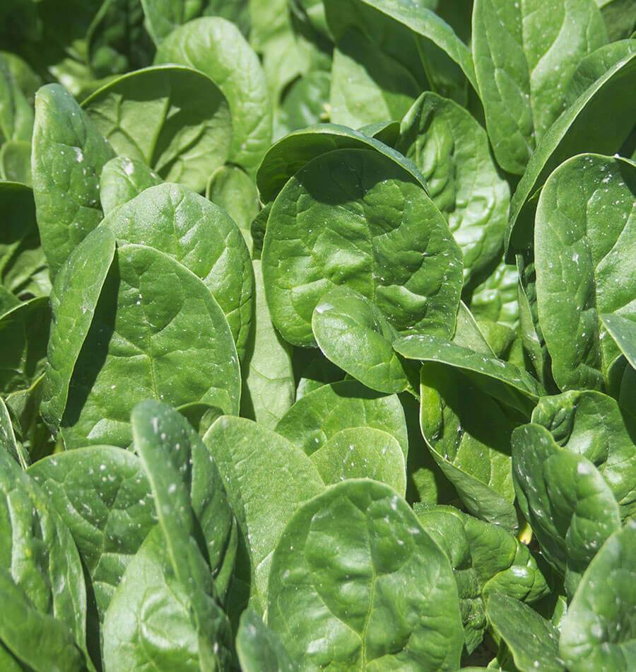 Seaside Spinach Seeds – Heat & Salt-Tolerant, Fast-Growing Greens - Image 3