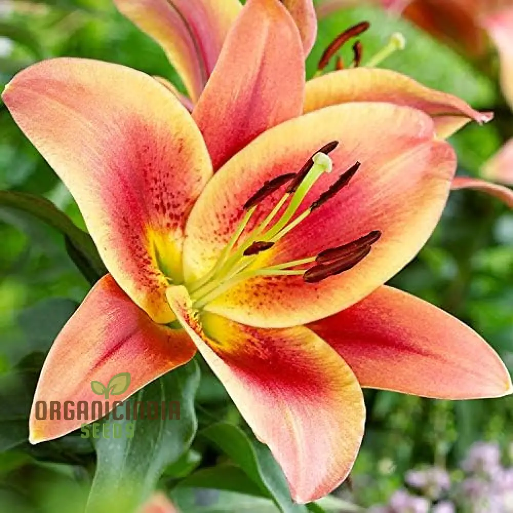 Secret Garden Treasures Lily Bulbs for a Symphony of Colors(Pack of 3 for planting) - Image 10