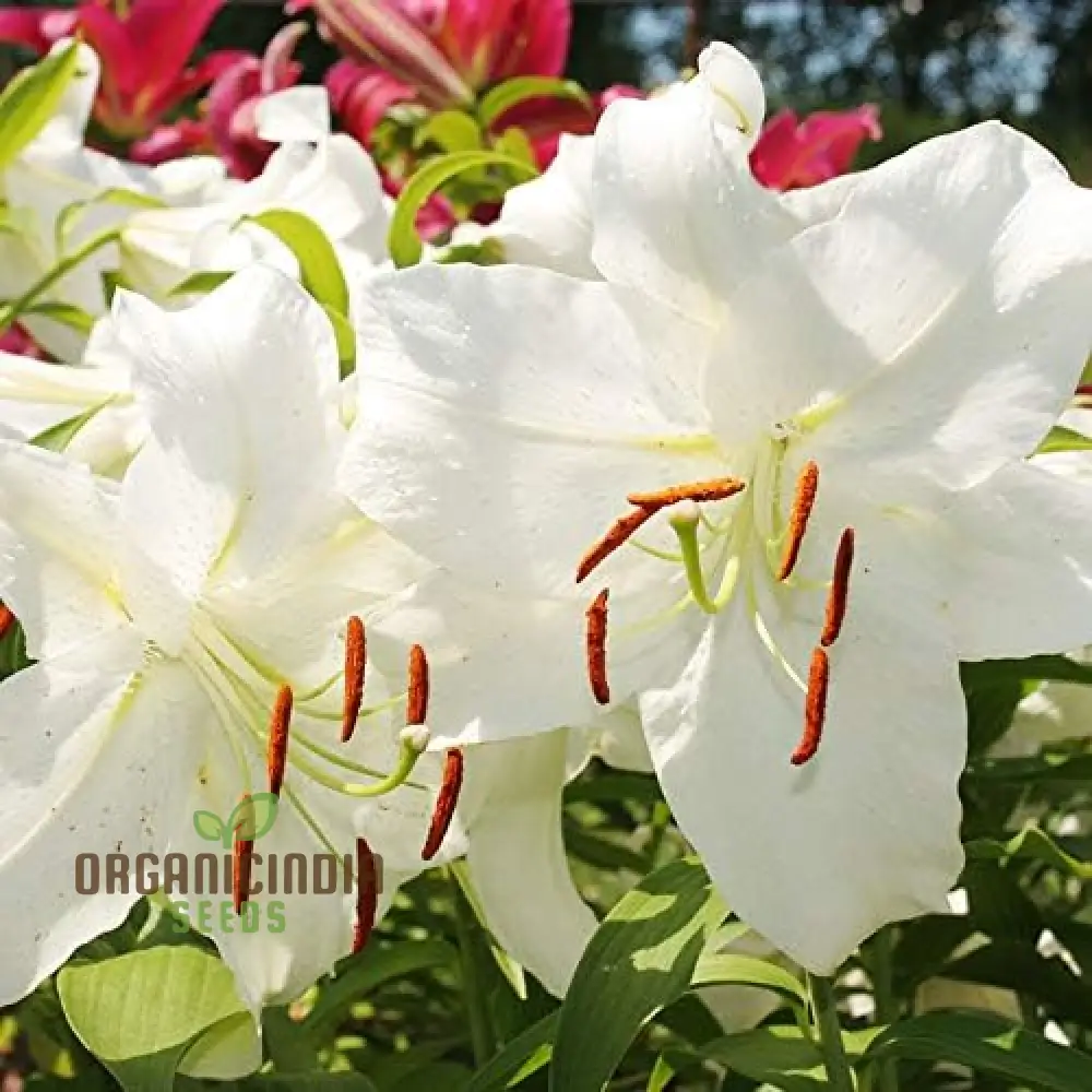 Secret Garden Treasures Lily Bulbs for a Symphony of Colors(Pack of 3 for planting) - Image 11