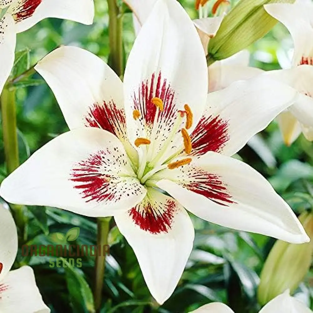 Secret Garden Treasures Lily Bulbs for a Symphony of Colors(Pack of 3 for planting) - Image 12