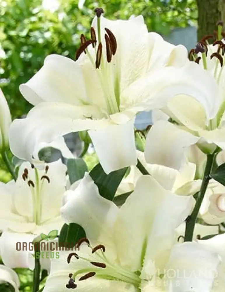Secret Garden Treasures Lily Bulbs for a Symphony of Colors(Pack of 3 for planting) - Image 13