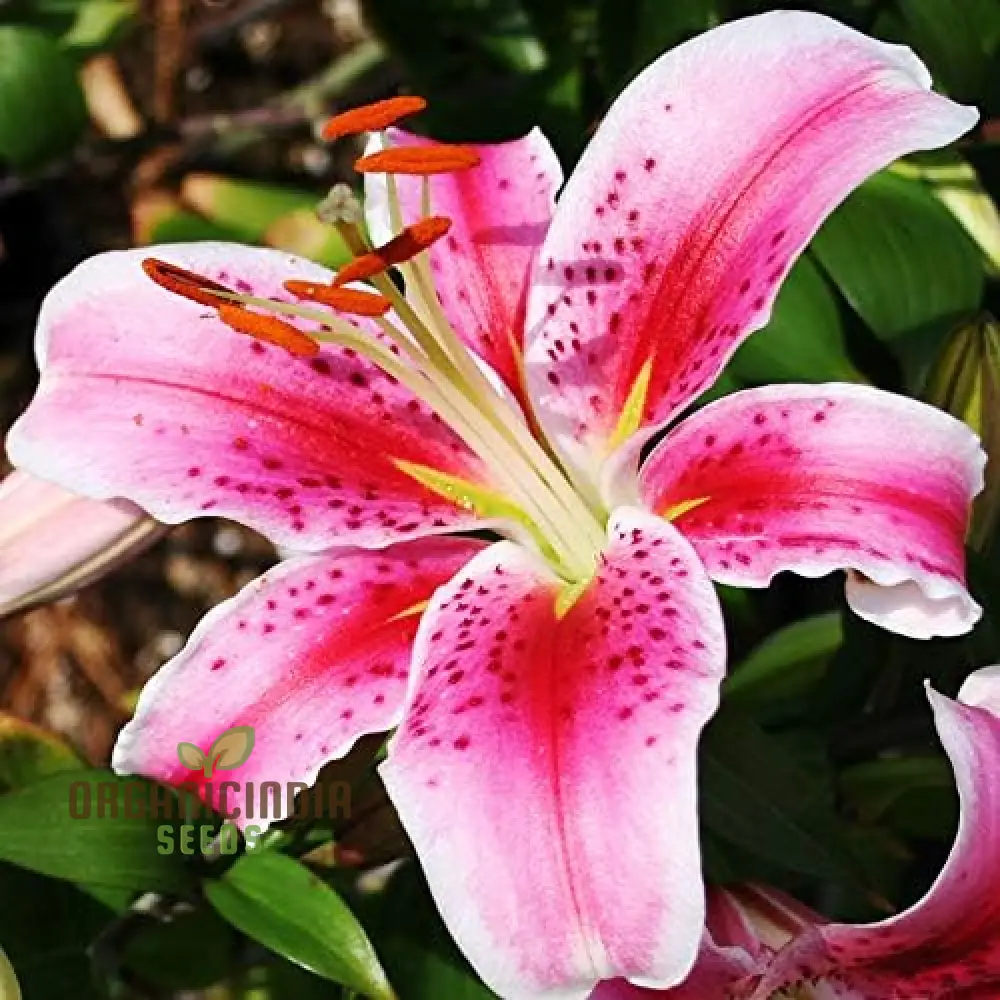 Secret Garden Treasures Lily Bulbs for a Symphony of Colors(Pack of 3 for planting) - Image 3