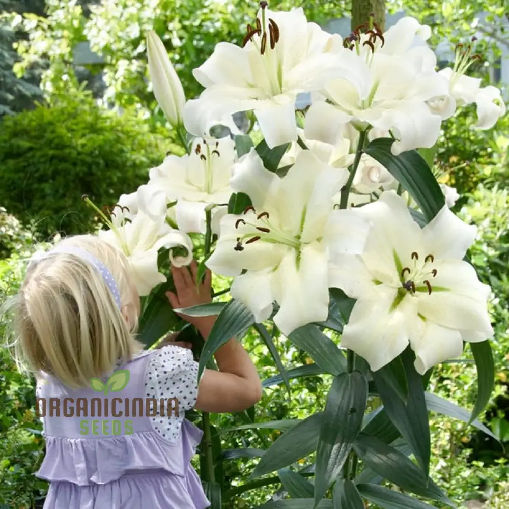 Secret Garden Treasures Lily Bulbs for a Symphony of Colors(Pack of 3 for planting) - Image 4