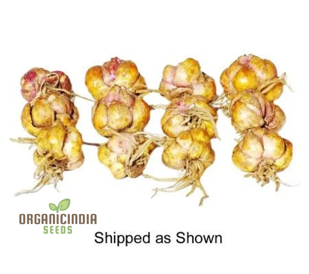 Secret Garden Treasures Lily Bulbs for a Symphony of Colors(Pack of 3 for planting) - Image 5