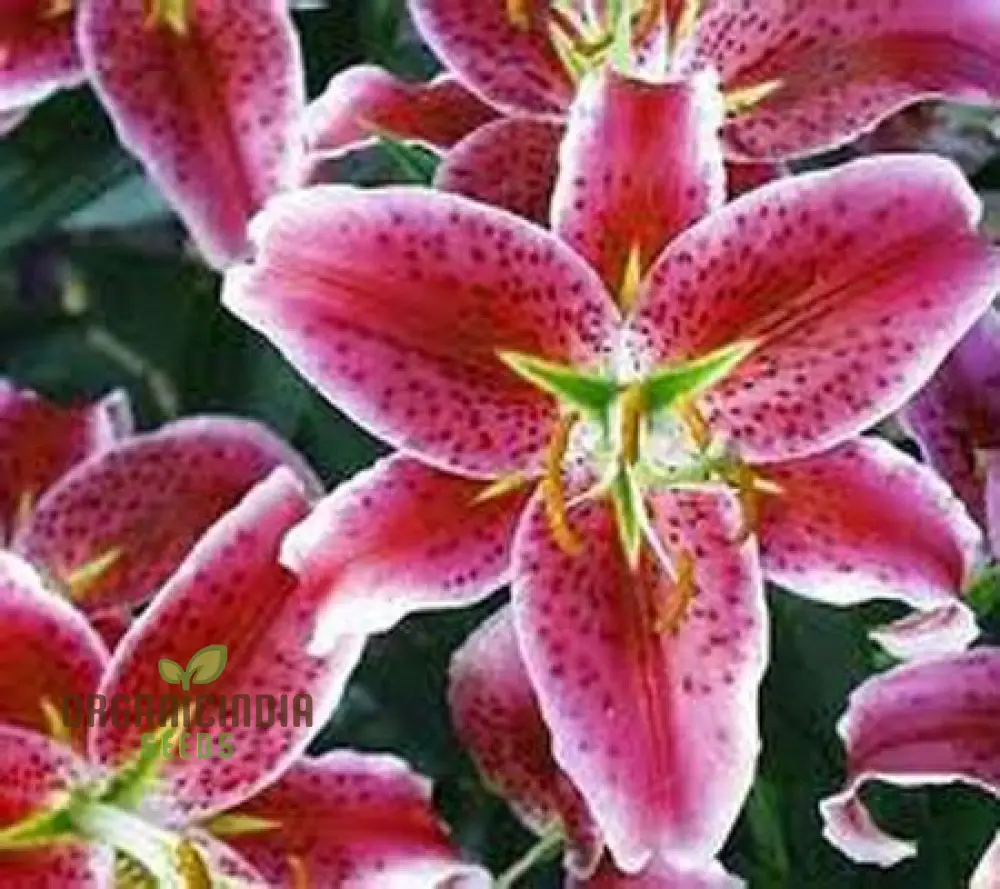 Secret Garden Treasures Lily Bulbs for a Symphony of Colors(Pack of 3 for planting) - Image 6