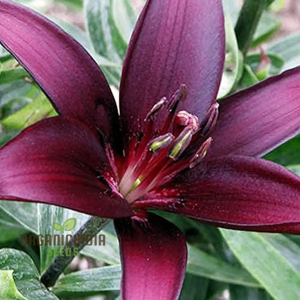 Secret Garden Treasures Lily Bulbs for a Symphony of Colors(Pack of 3 for planting) - Image 7