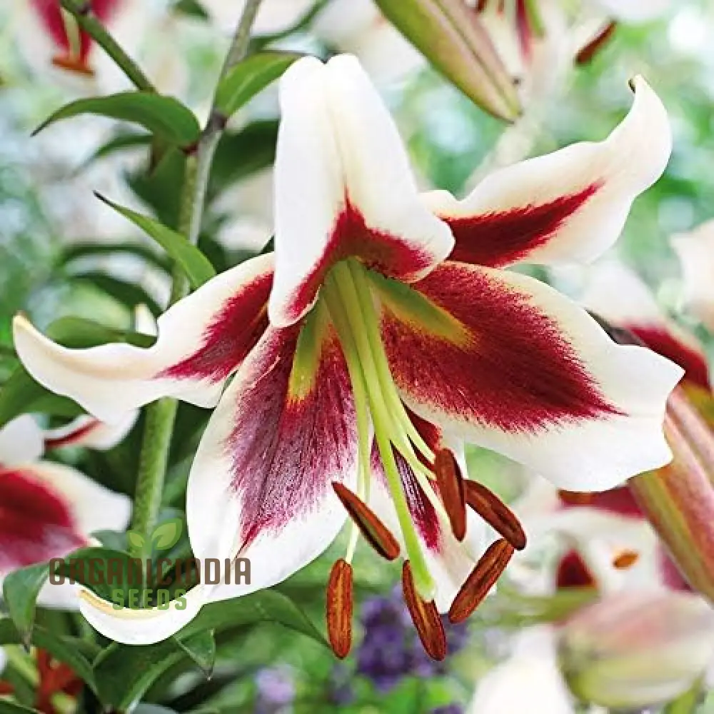 Secret Garden Treasures Lily Bulbs for a Symphony of Colors(Pack of 3 for planting) - Image 8