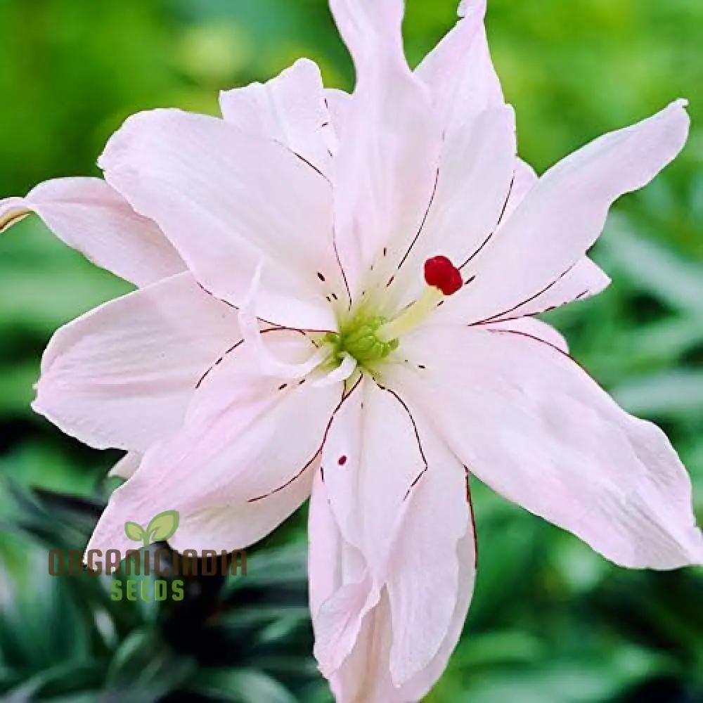 Secret Garden Treasures Lily Bulbs for a Symphony of Colors(Pack of 3 for planting) - Image 9