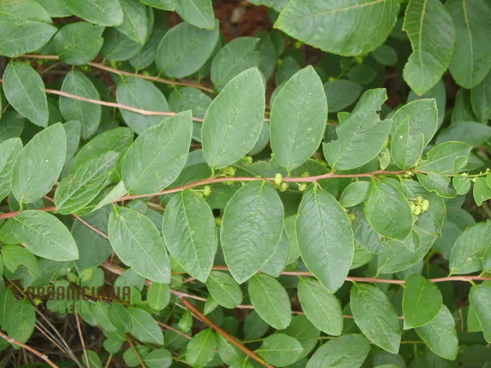 Securinega Suffruticosa Seeds for Gardening | Buy Organic Securinega Suffruticosa Seeds Online | Perfect for Home Gardens and Landscaping - Image 3