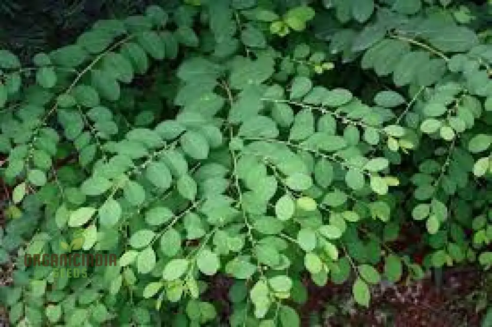 Securinega Suffruticosa Seeds for Gardening | Buy Organic Securinega Suffruticosa Seeds Online | Perfect for Home Gardens and Landscaping - Image 4