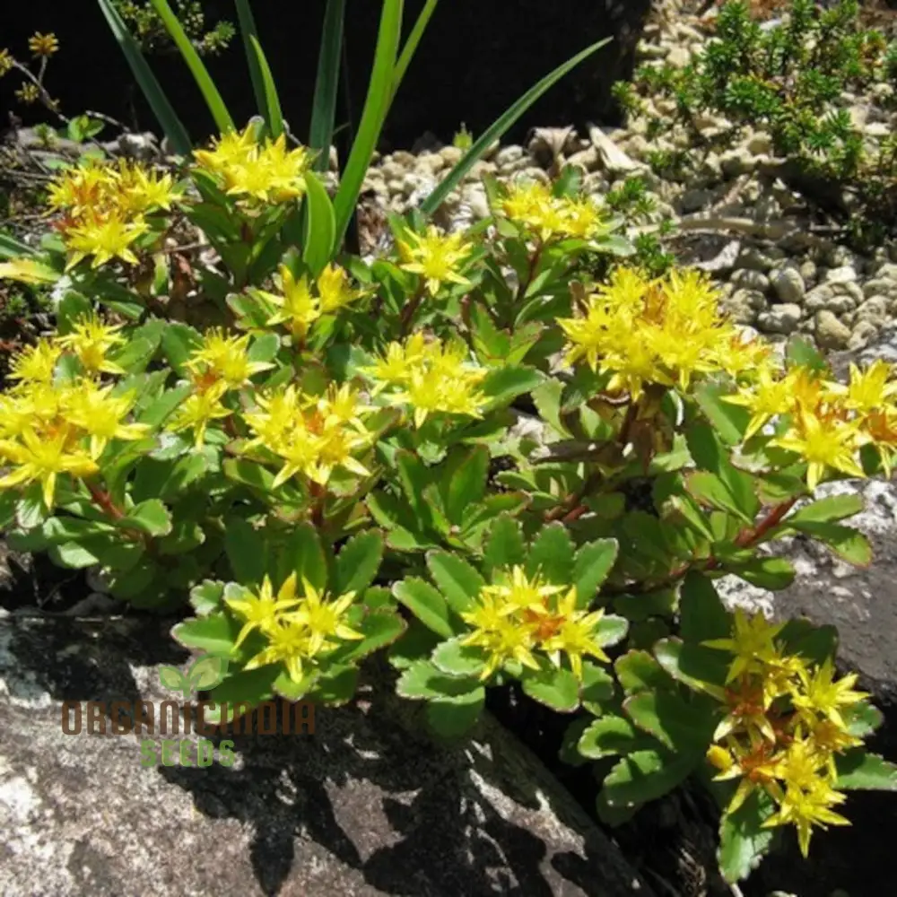 Sedum Aizoon Seeds for Planting