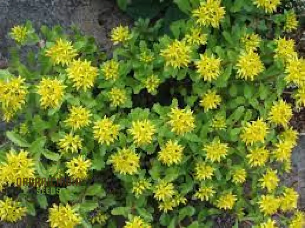 Sedum Ellacombeanum Seeds for Gardening Enthusiasts | Rare Succulent Plant Seeds for Home Garden | Buy Sedum Seeds Online - Image 3