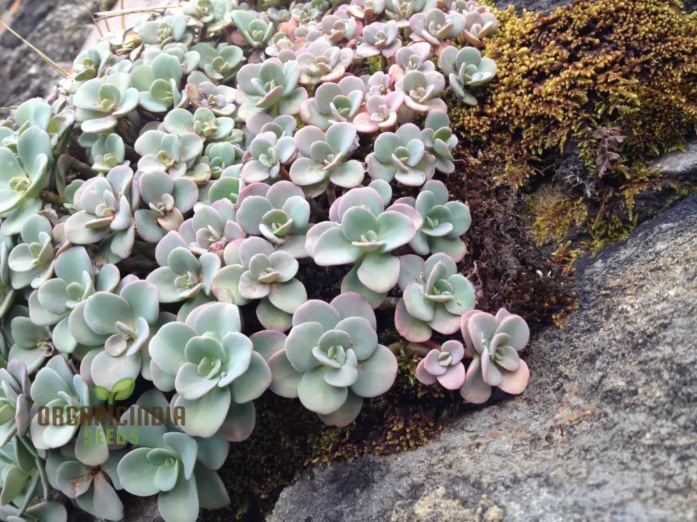Sedum Obcordatum Seeds for Planting | Hardy Succulent Plant Seeds