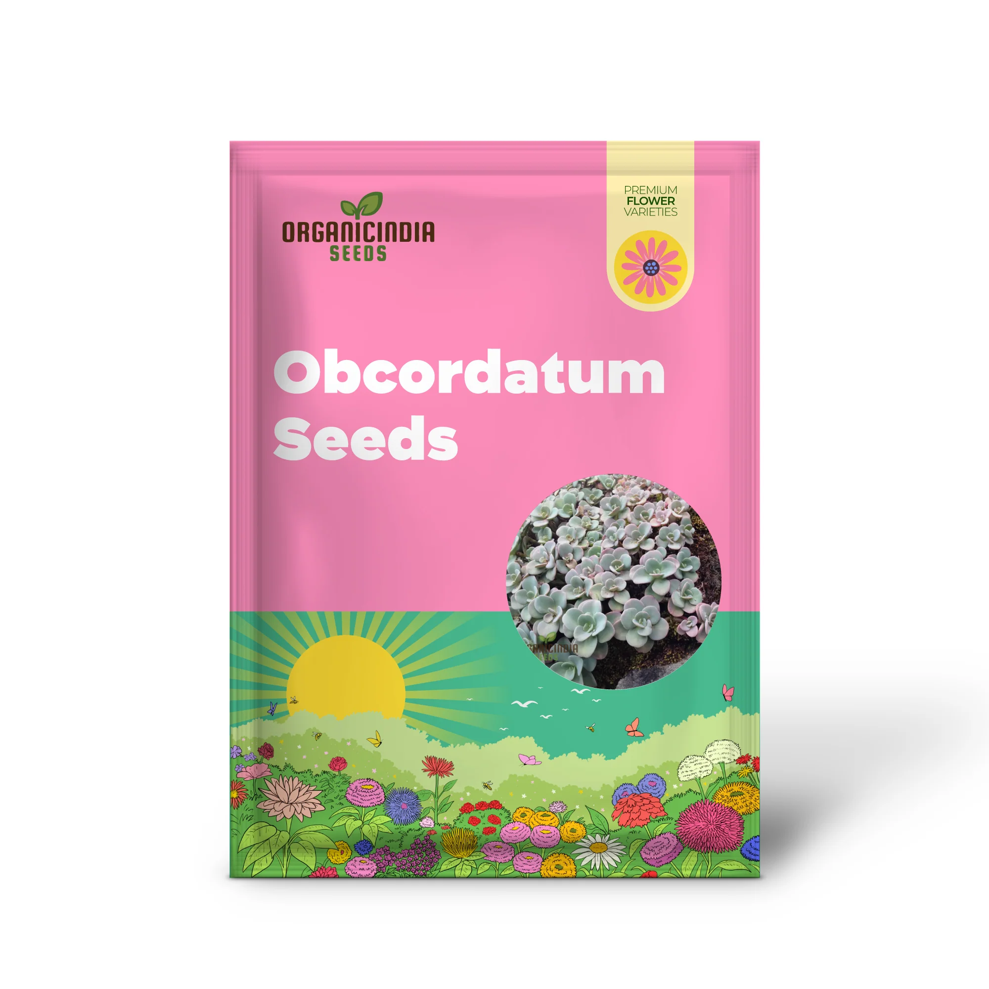 Sedum Obcordatum Seeds for Planting | Hardy Succulent Plant Seeds - Image 2