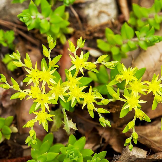 Sedum Sarmentosum Succulent Seeds for Planting - Fast Growing, Easy to Care, Drought Tolerant, Low Maintenance (20 Pieces) - Image 3