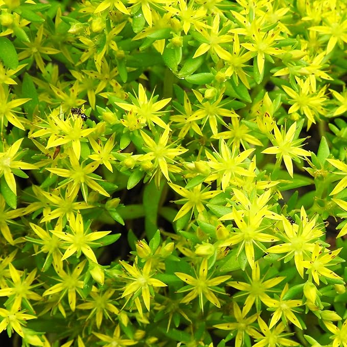 Sedum Sarmentosum Succulent Seeds for Planting - Fast Growing, Easy to Care, Drought Tolerant, Low Maintenance (20 Pieces) - Image 4
