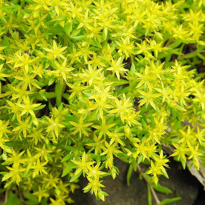 Sedum Sarmentosum Succulent Seeds for Planting - Fast Growing, Easy to Care, Drought Tolerant, Low Maintenance (20 Pieces) - Image 5