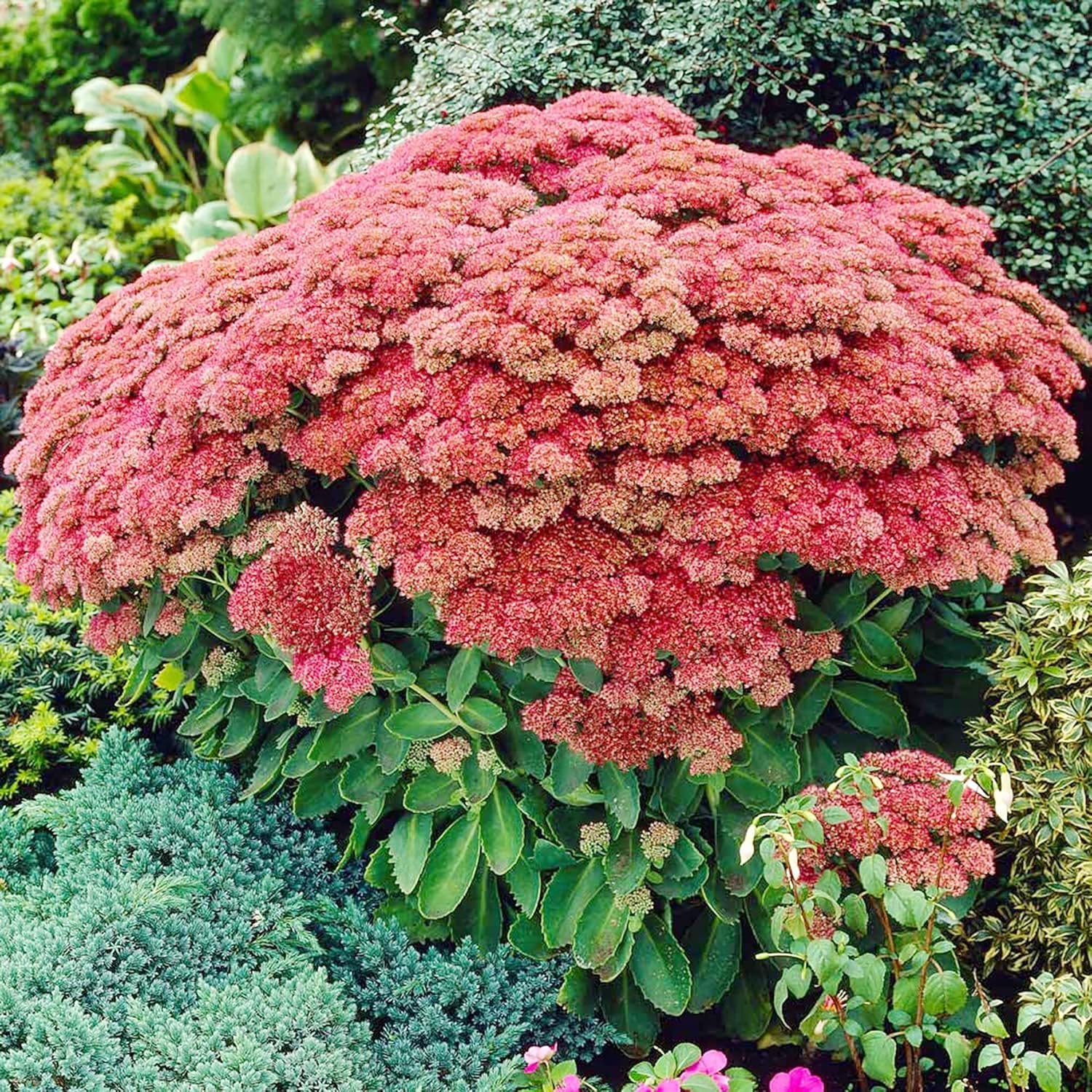 Sedum Seeds Showy Stonecrop Perennial Border Stonecrop Deer And Rabbit Resistant Drought Tolerant Attracts Pollinators - Image 2