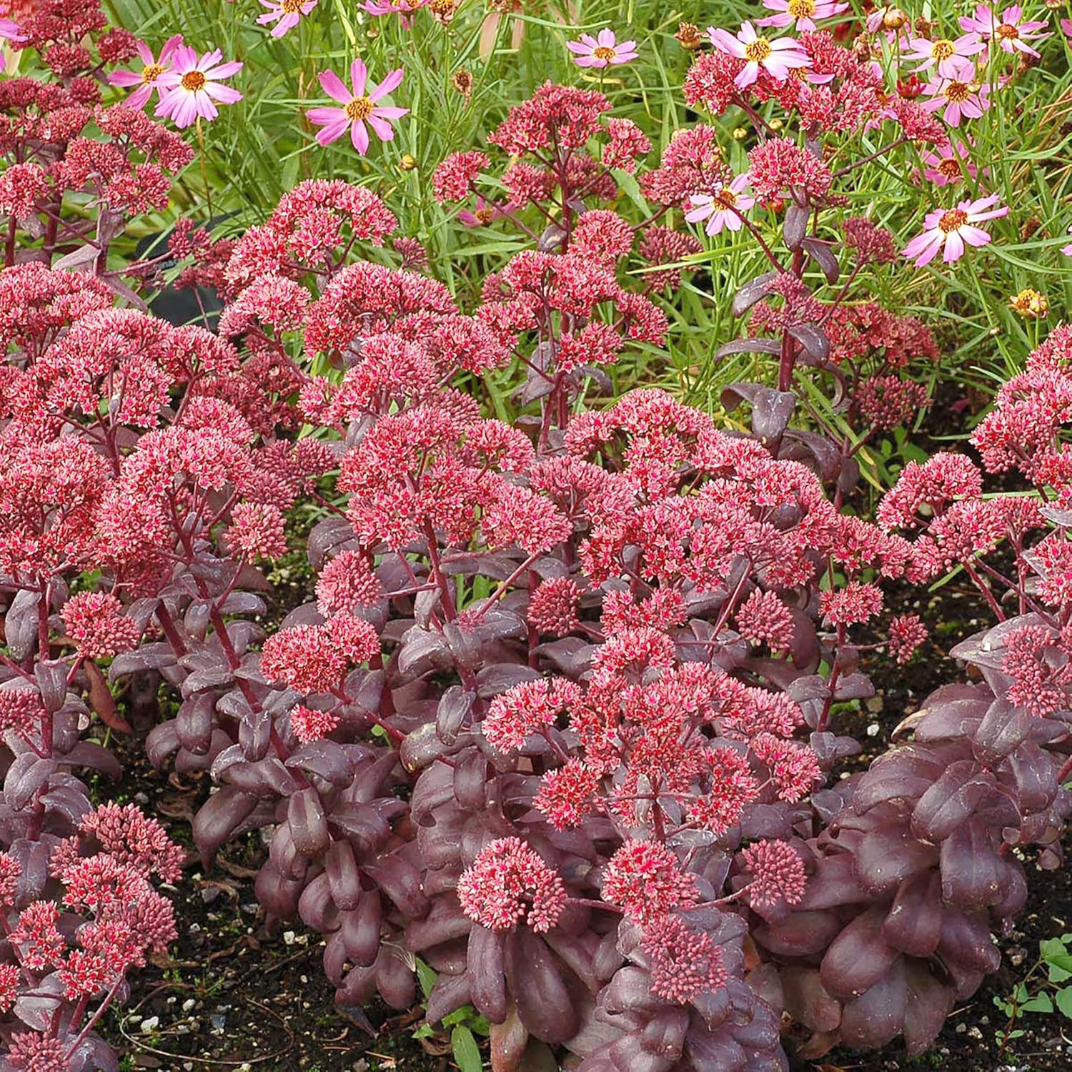 Sedum Seeds Showy Stonecrop Perennial Border Stonecrop Deer And Rabbit Resistant Drought Tolerant Attracts Pollinators - Image 3