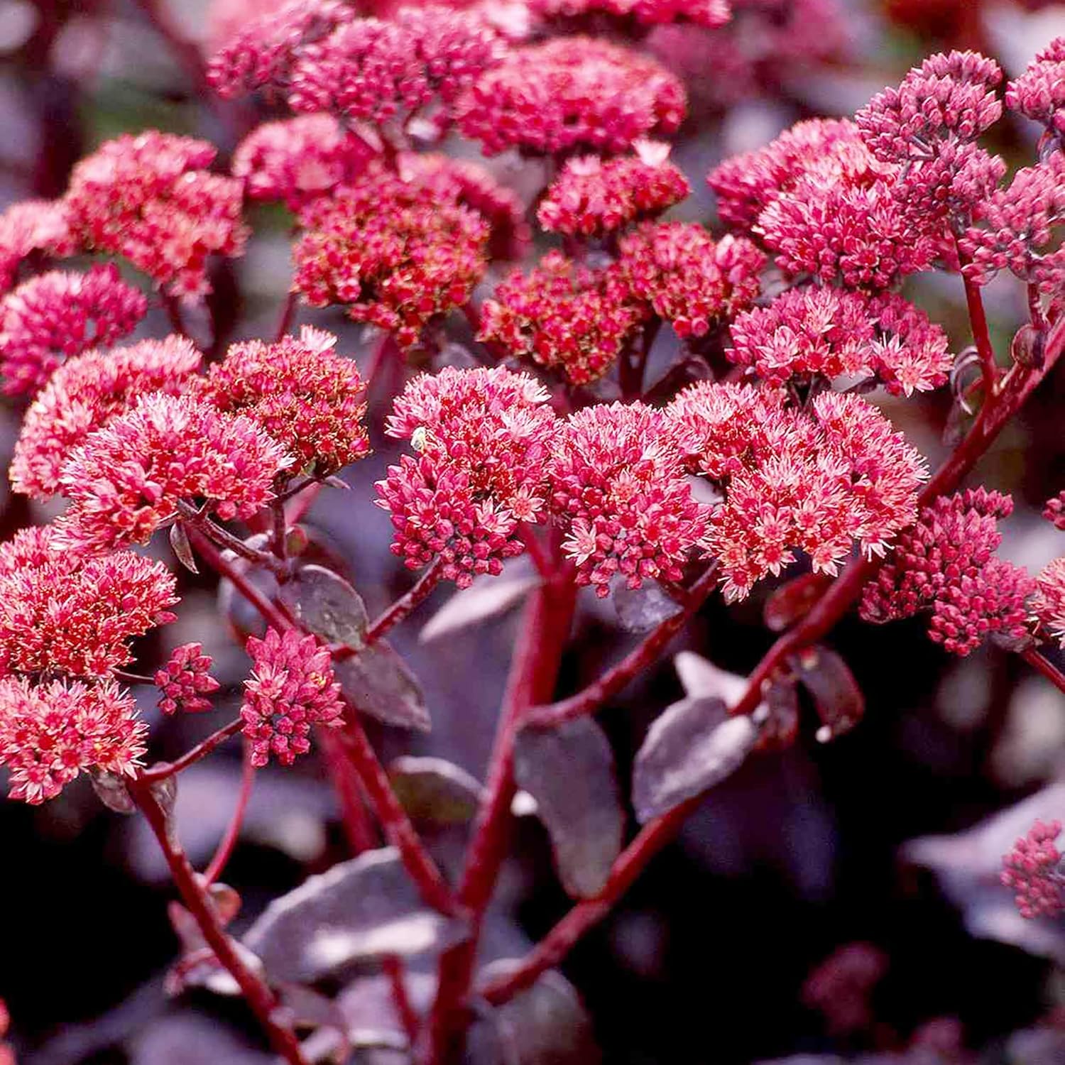 Sedum Seeds Showy Stonecrop Perennial Border Stonecrop Deer And Rabbit Resistant Drought Tolerant Attracts Pollinators - Image 4