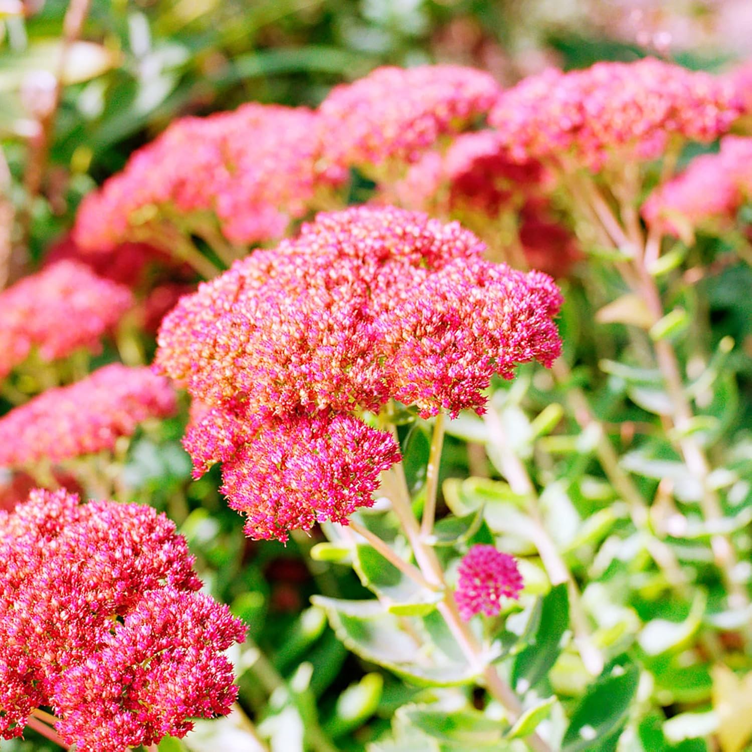 Sedum Seeds Showy Stonecrop Perennial Border Stonecrop Deer And Rabbit Resistant Drought Tolerant Attracts Pollinators - Image 5