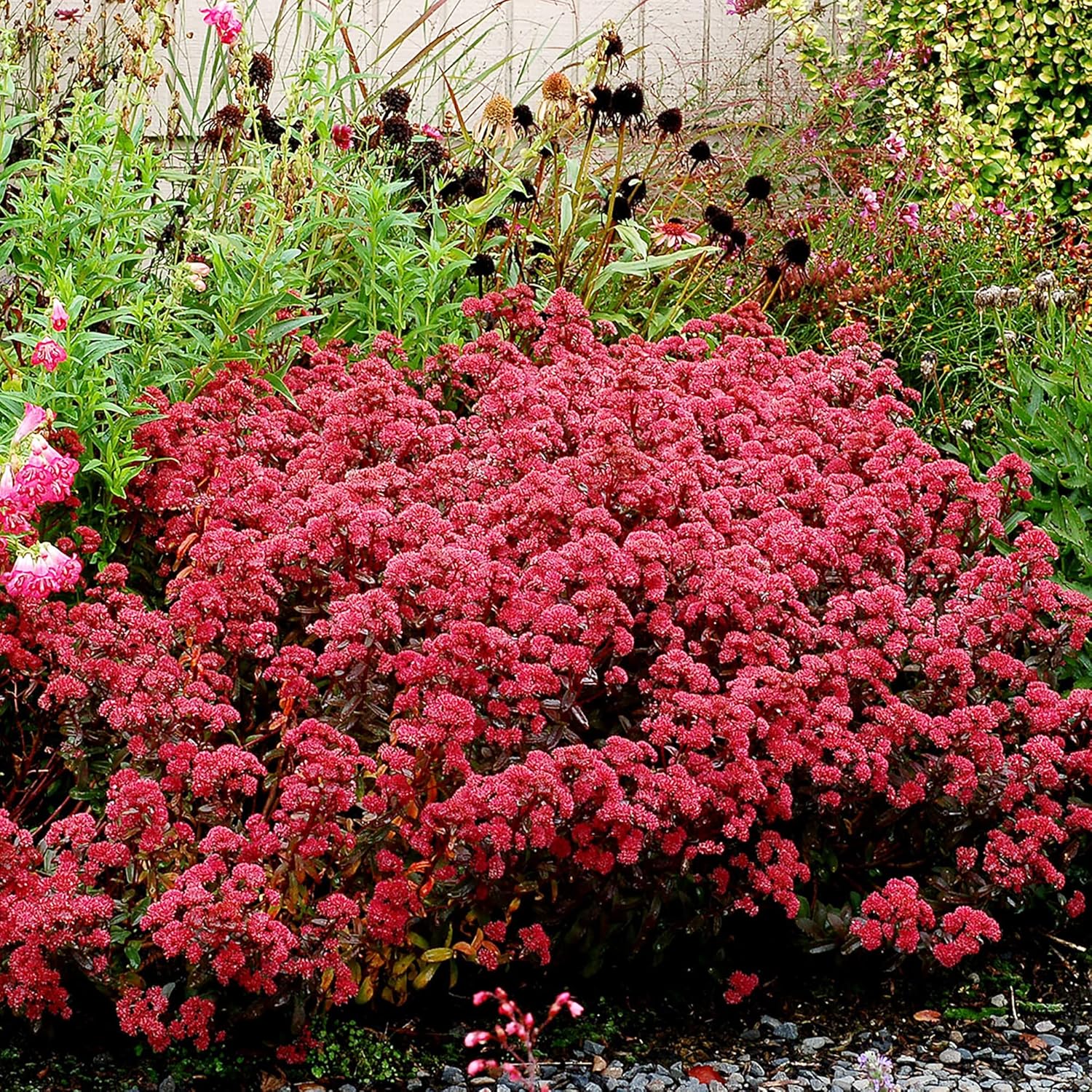 Sedum Seeds Showy Stonecrop Perennial Border Stonecrop Deer And Rabbit Resistant Drought Tolerant Attracts Pollinators - Image 6
