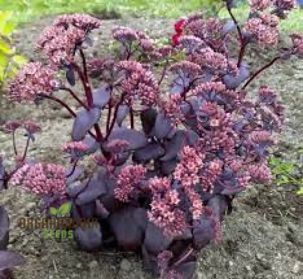 Sedum Telephium 'Postman's Pride' Seeds for Gardening Enthusiasts | Buy Hardy Perennial Flower Seeds Online - Image 3